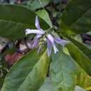 Image of Caamembeca grandifolia (A. A. St.-Hil. & Moq.) J. F. B. Pastore