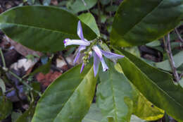 Caamembeca grandifolia (A. A. St.-Hil. & Moq.) J. F. B. Pastore的圖片