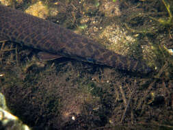 Imagem de Lepisosteus platyrhincus De Kay 1842