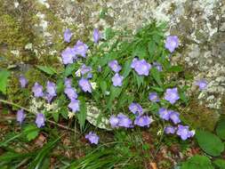 Image of tussock bellflower