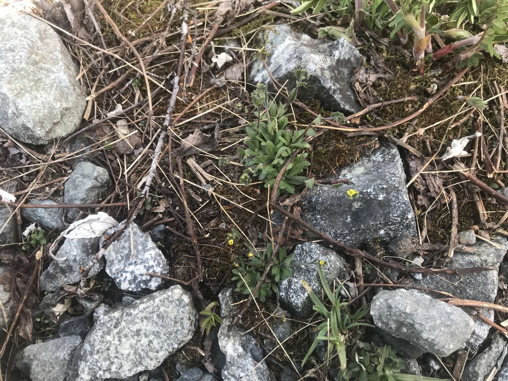 Image of Alaska Whitlow-Grass