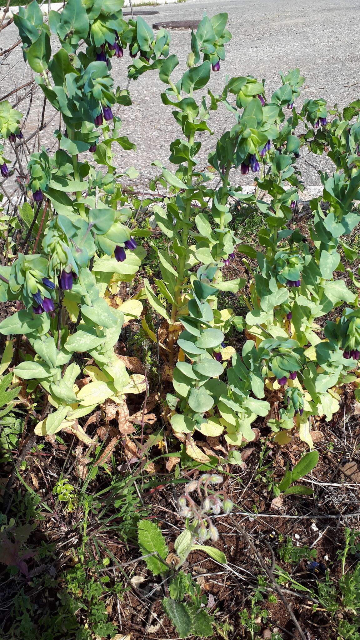 Cerinthe major L. resmi