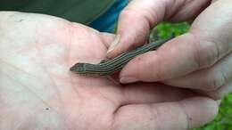 Image of Six-lined Racerunner