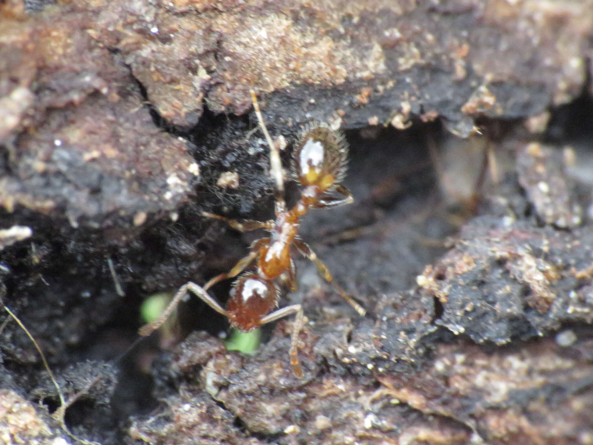 Image of Temnothorax recedens (Nylander 1856)