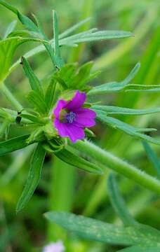 Image of cut-leaved cranesbill