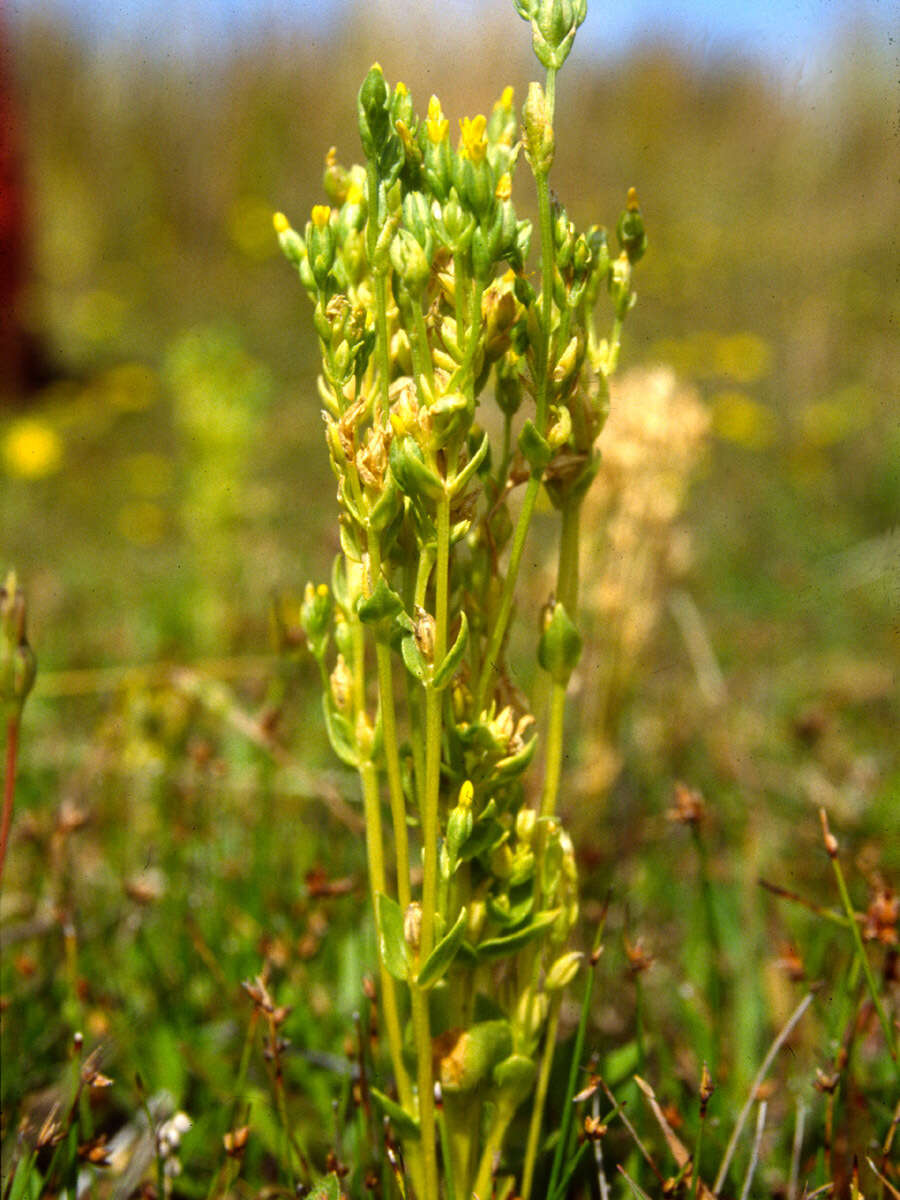 Image of Sebaea ovata (Labill.) R. Br.