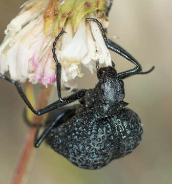 Image of Desert Spider Beetles