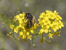 Andrena vulcana Dours 1873 resmi