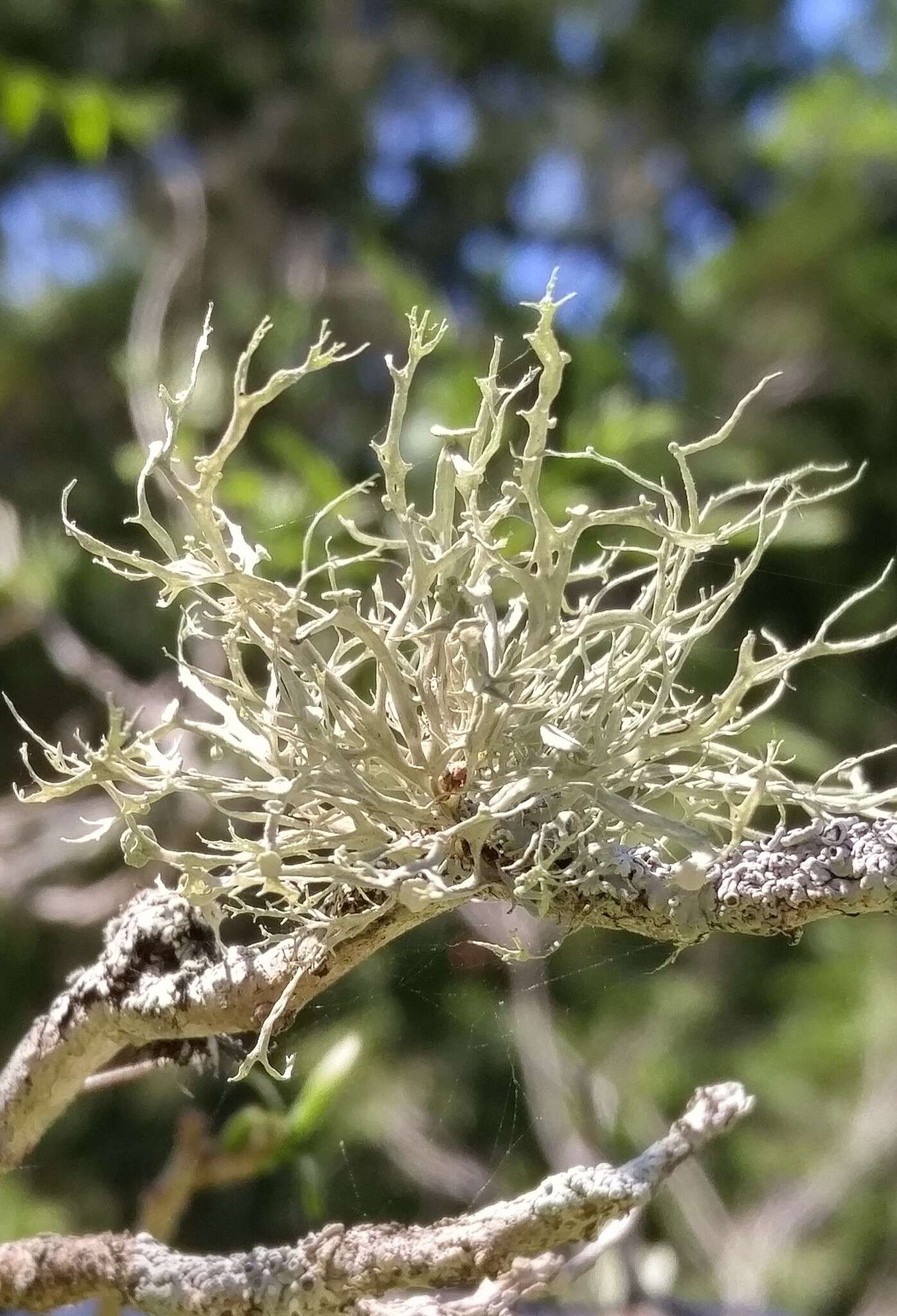 Image of American cartilage lichen