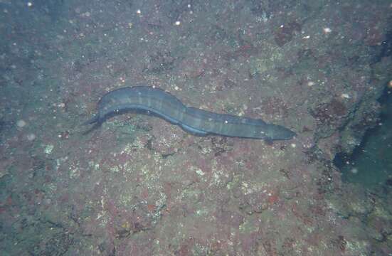 Image of Ash-colored conger eel