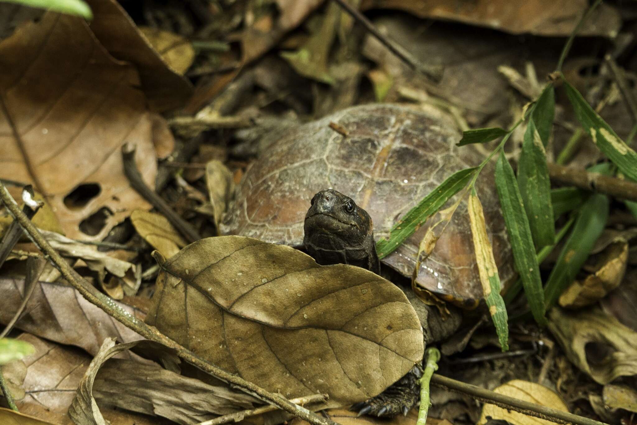 Image of Spiny turtle