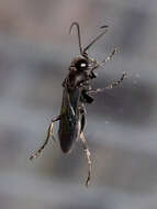 Image of Crabronid wasp