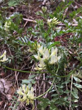 Imagem de Astragalus webberi A. Gray