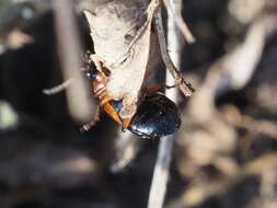 Image of Lebia (Lebia) cruxminor (Linnaeus 1758)