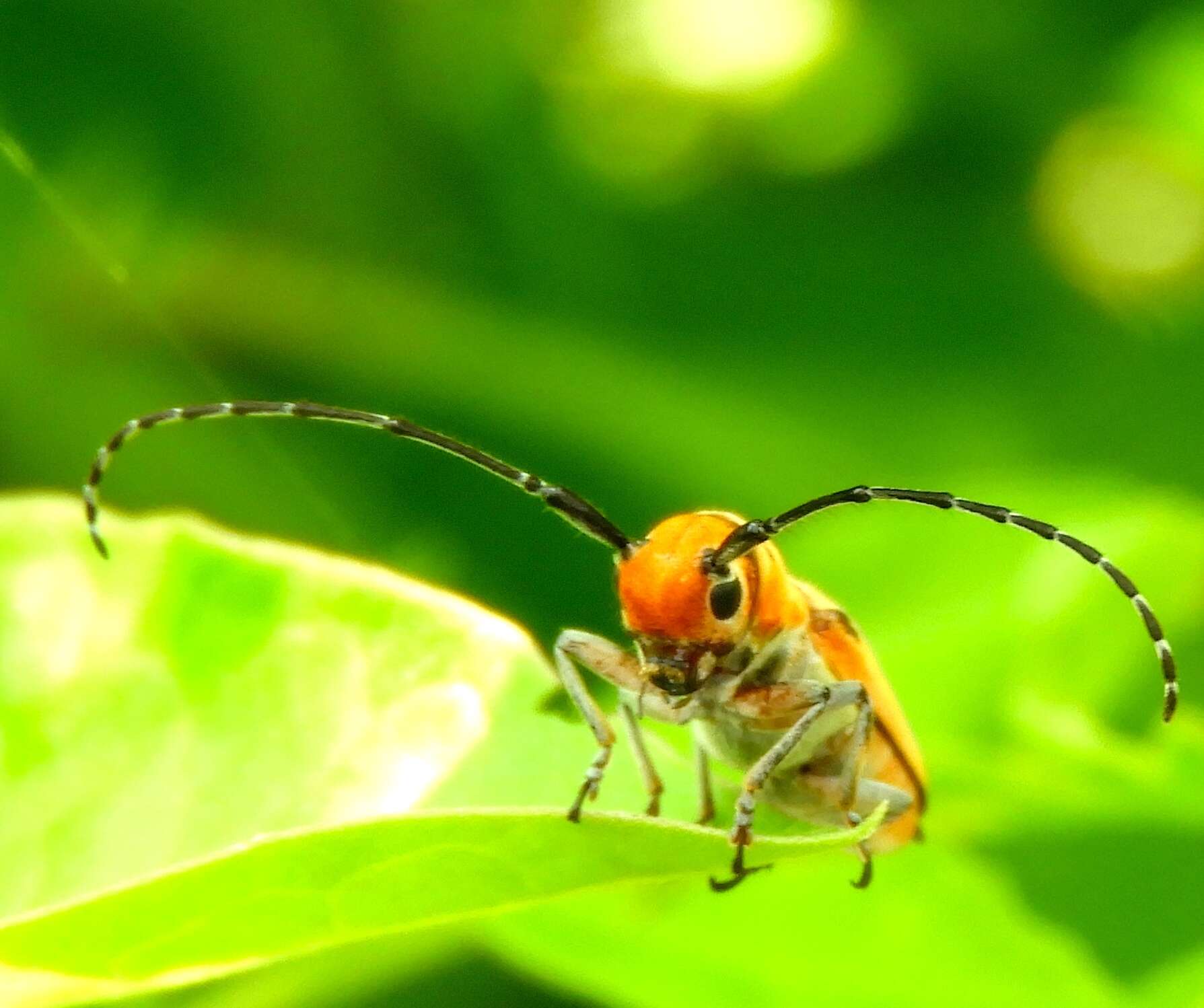 Image of Essostrutha