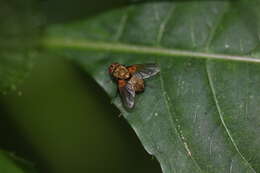 Sivun Allophorocera ferruginea (Meigen 1824) kuva