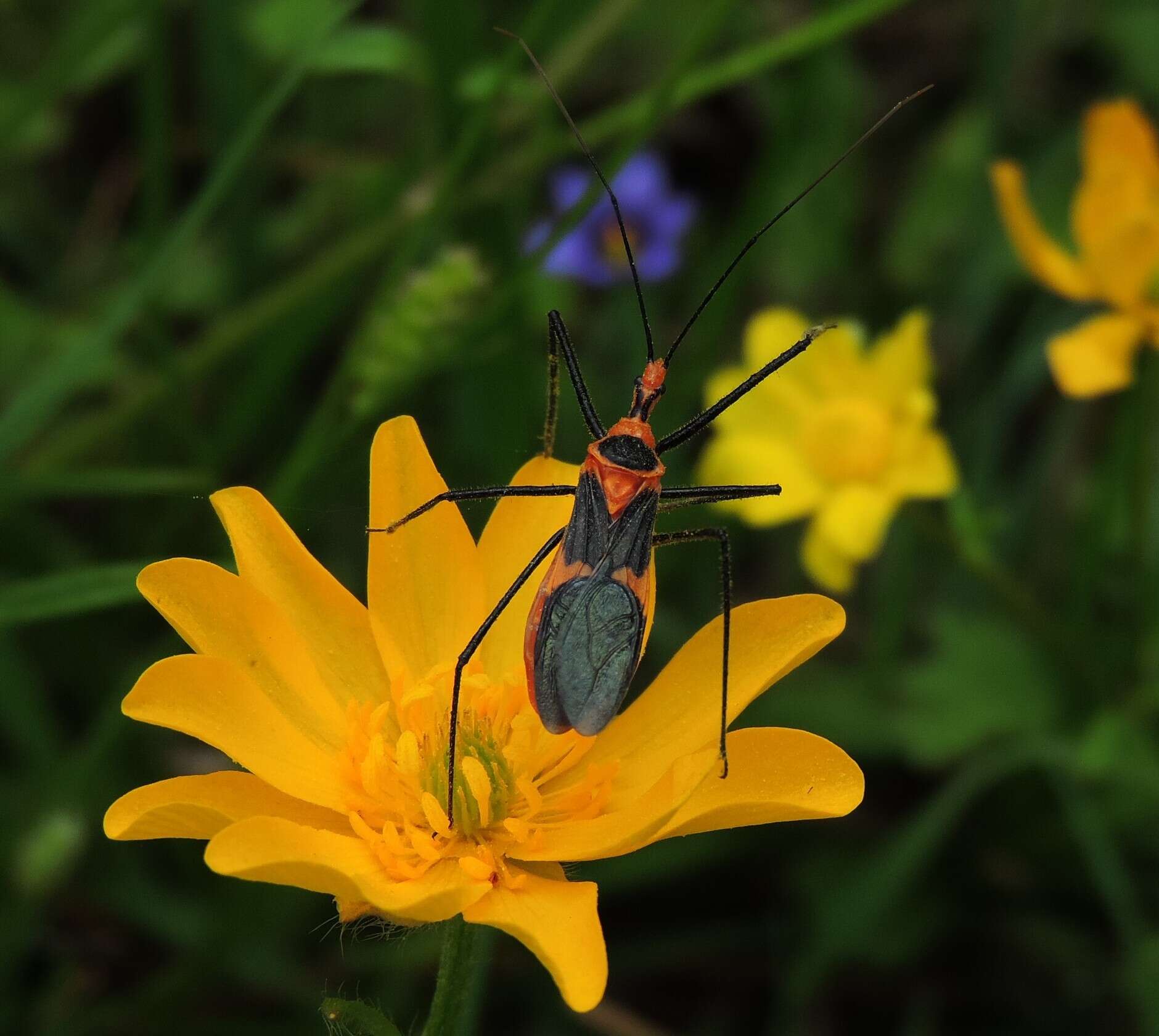 Image of Milkweed Assassin Bug