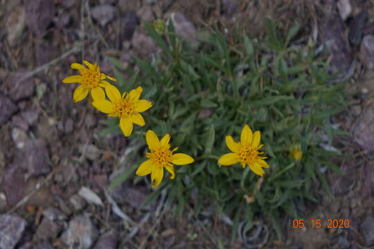 Image of stemless mock goldenweed