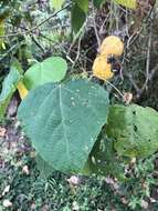 Image de Macaranga involucrata var. mallotoides (F. Muell.) L. M. Perry