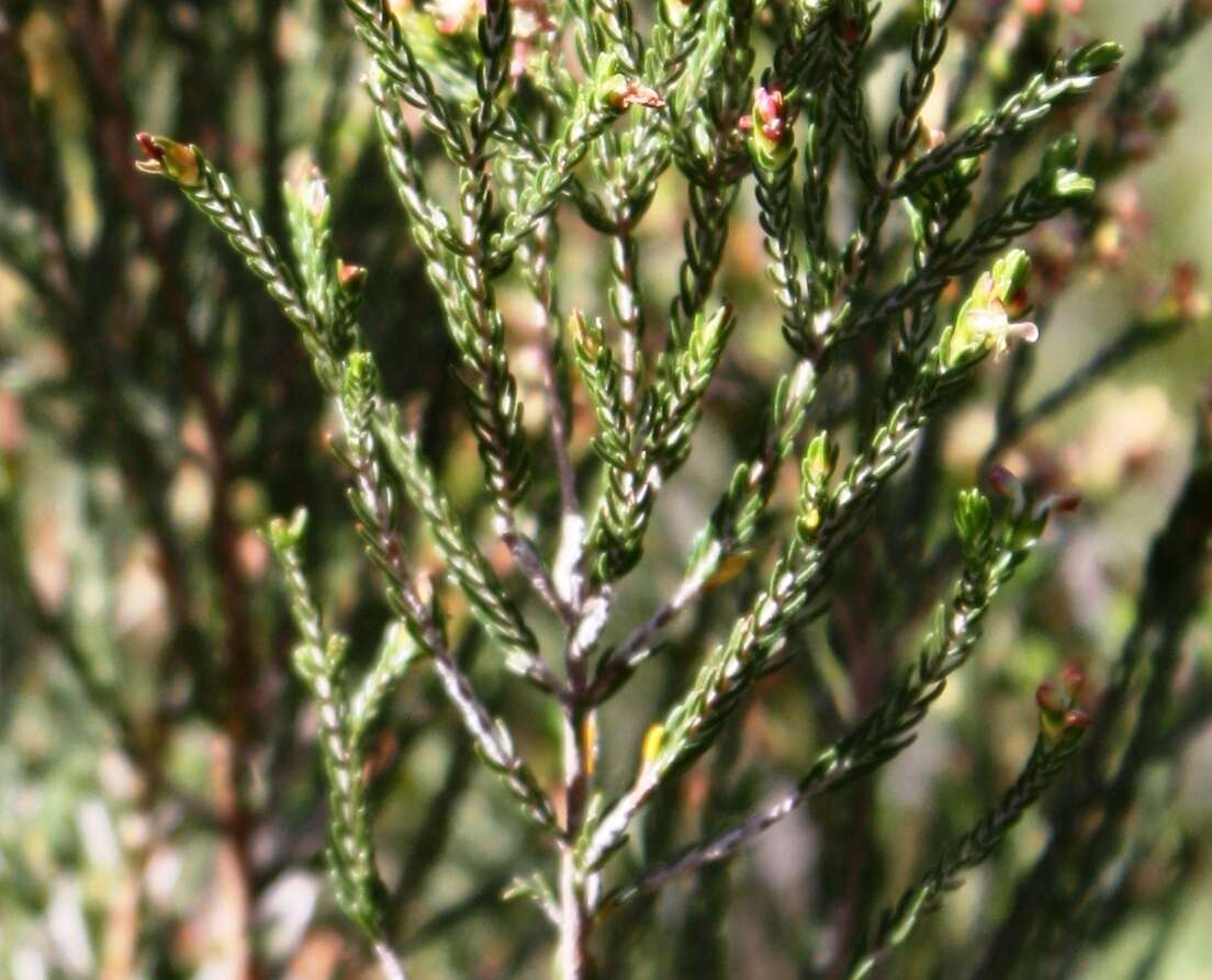 Image of Passerina corymbosa Eckl. ex C. H. Wright