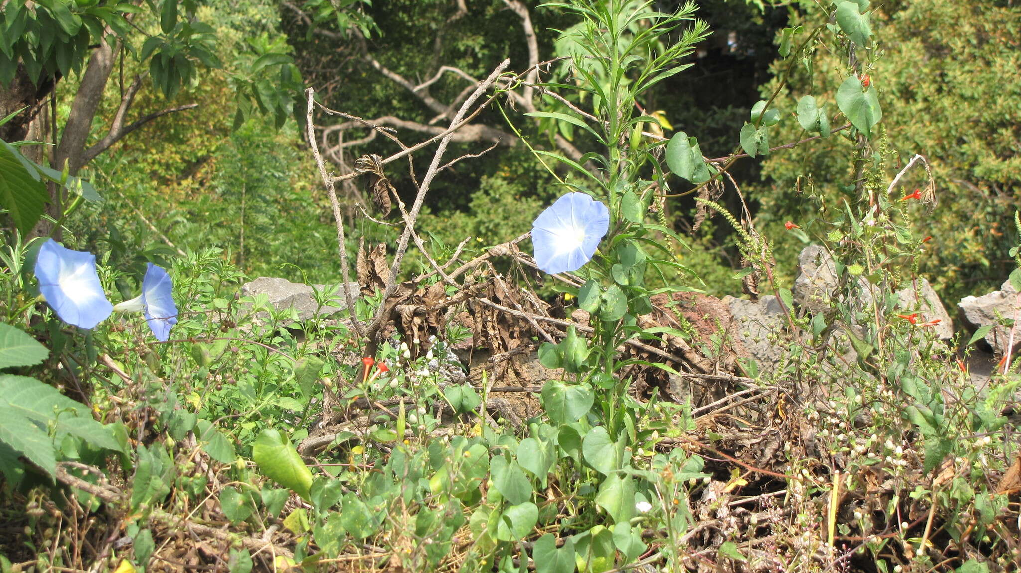 Image of Ololiuqui or Mexican Morning Glory