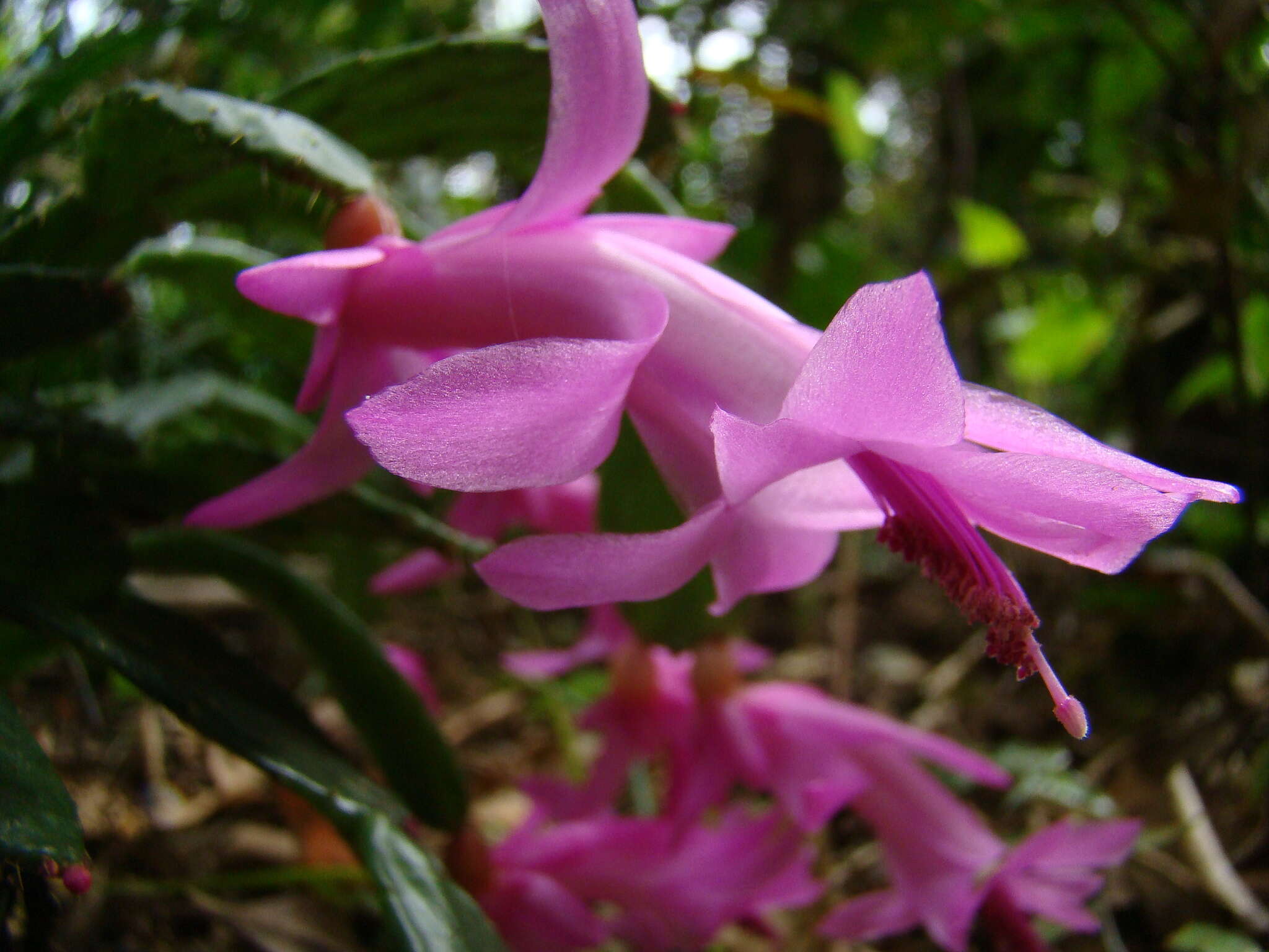 Plancia ëd Schlumbergera opuntioides (Loefgr. & Dusén) D. R. Hunt