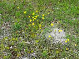 Image de Tolpis staticifolia (All.) Sch. Bip.