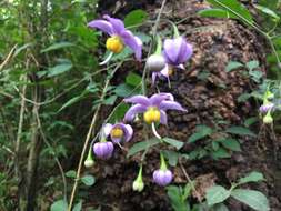 Image de Solanum dulcamaroides Dun.