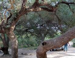 Image of brandegee oak