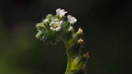 Слика од Cryptantha decipiens (M. E. Jones) Heller