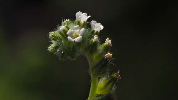 Plancia ëd Cryptantha decipiens (M. E. Jones) Heller