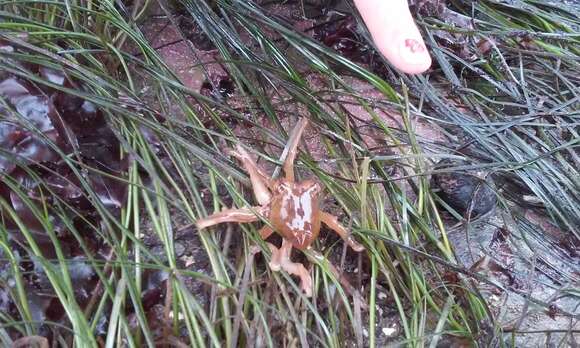 Image of East Pacific red octopus