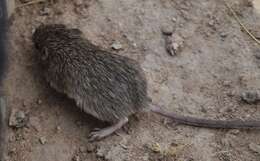 Image of Hispid Pocket Mouse