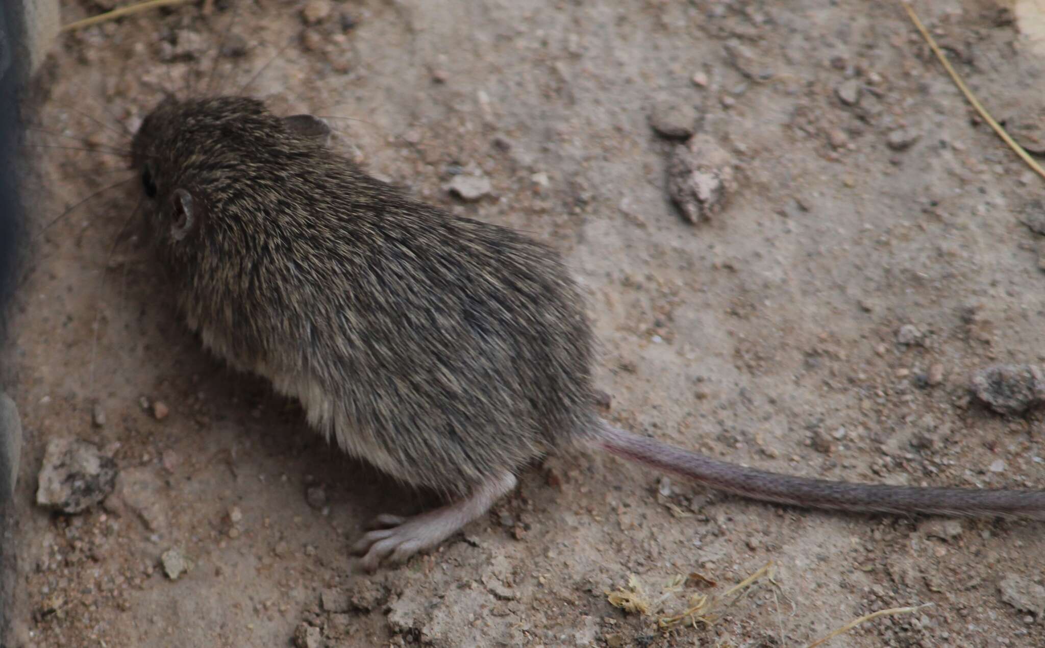 Image of Hispid Pocket Mouse