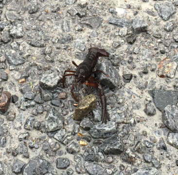 Image of White River Crayfish