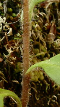 Image of Myosotis mooreana Lehnebach