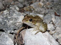 Image of Lithobates brownorum (Sanders 1973)