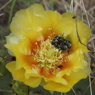 Image of Texas Flower Scarab