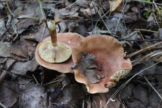 Imagem de Tricholoma fulvum (DC.) Bigeard & H. Guill. 1909