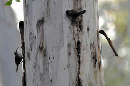 Image of White-browed Babbler