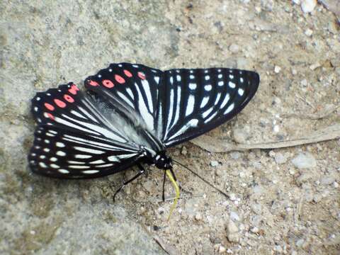 Image of Hestina assimilis Linnaeus 1758