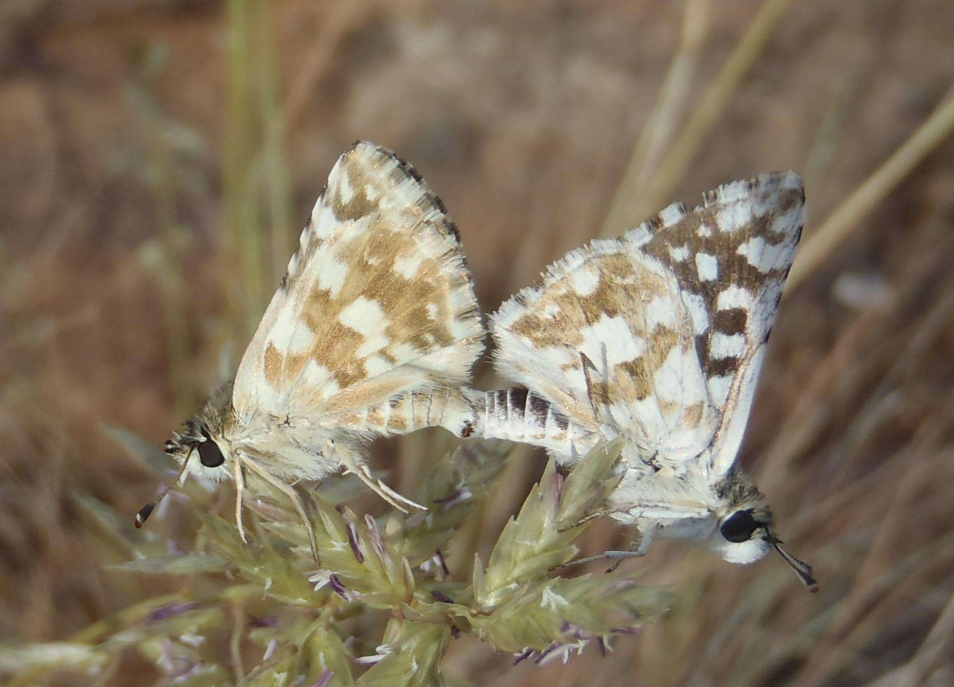 Image of Spialia spio Linnaeus 1764