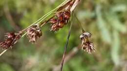 Image of common woodrush