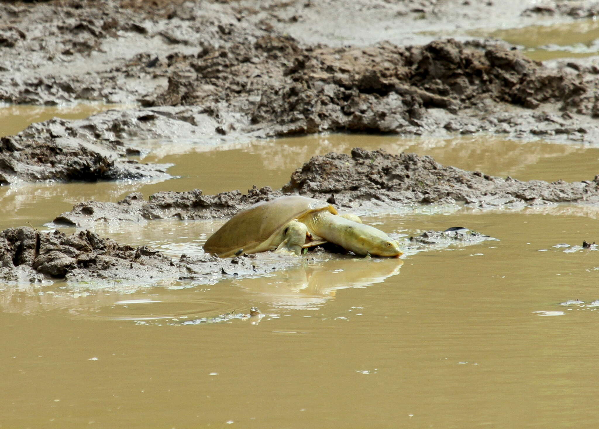 Image of Sri Lankan flapshell turtle