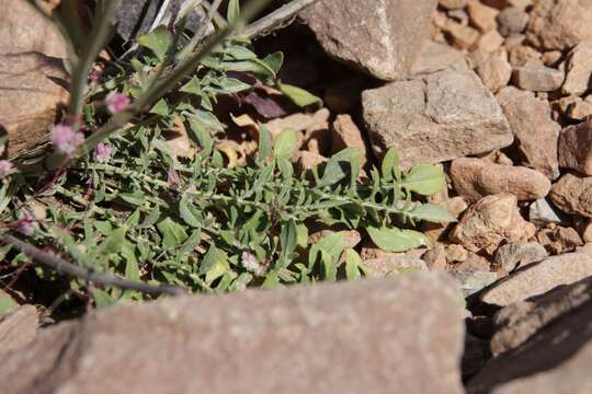 Слика од Centaurea pubescens Willd.