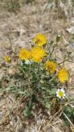 Image of Crepis vesicaria subsp. taraxacifolia (Thuill.) Thell.