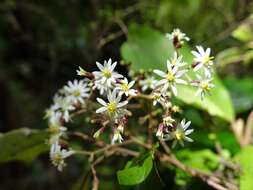 Image of <i>Olearia <i>rani</i></i> var. rani