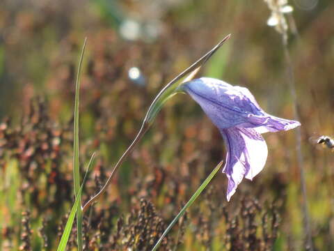 Image of Gladiolus inflexus Goldblatt & J. C. Manning