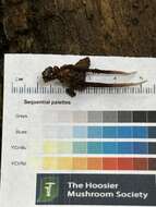 Image of Ophiocordyceps smithii (Mains) G. H. Sung, J. M. Sung, Hywel-Jones & Spatafora 2007