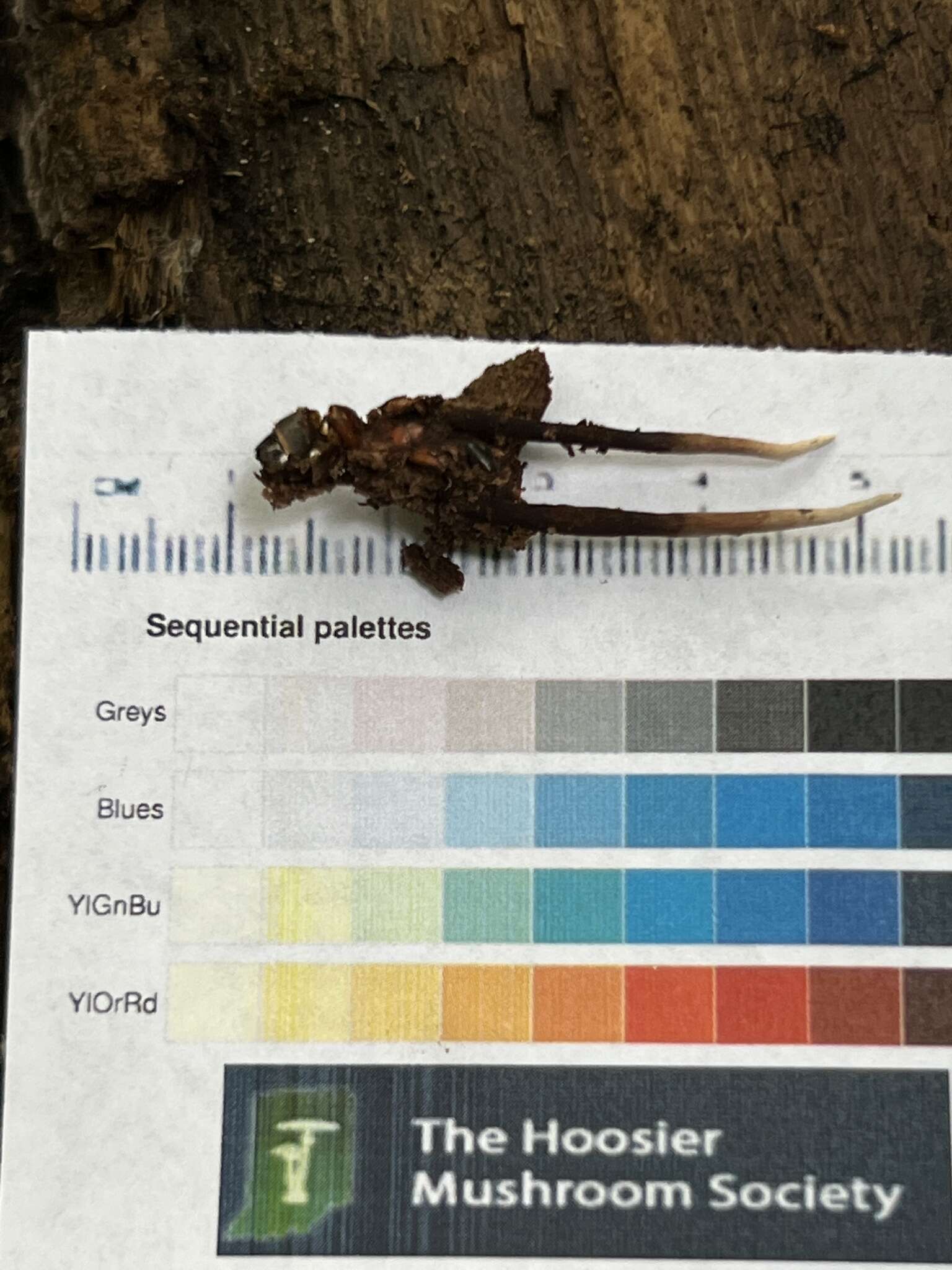 Image of Ophiocordyceps smithii (Mains) G. H. Sung, J. M. Sung, Hywel-Jones & Spatafora 2007